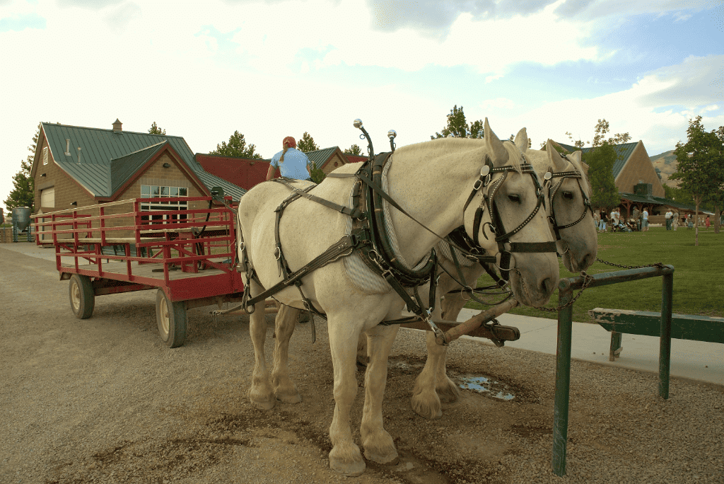 Unique Wedding Transportation Ideas for You and Your Guests