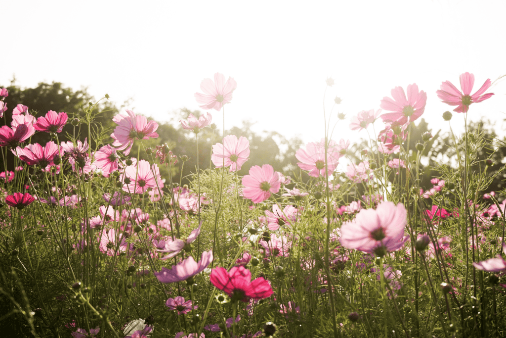 October Wedding - Just Marry Weddings - Pink Cosmos