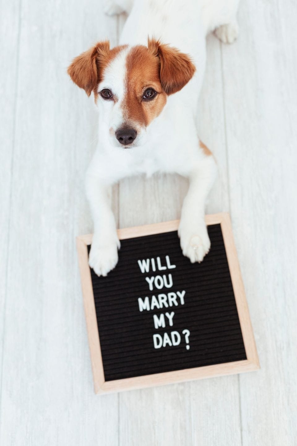 Wedding Proposal Ideas - Just Marry Weddings - Dog