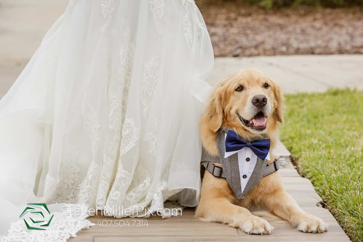 November Wedding - Just Marry Weddings - Steven Miller Photography - Dog