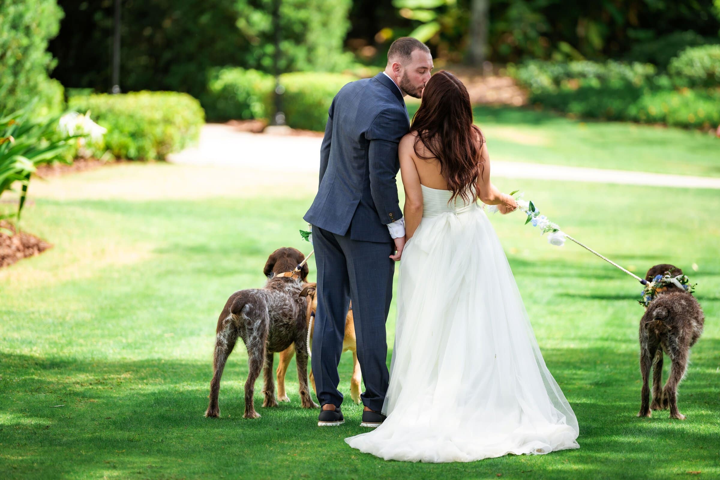 Bride and groom walking their dogs