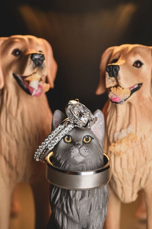 Dogs and cat with ring